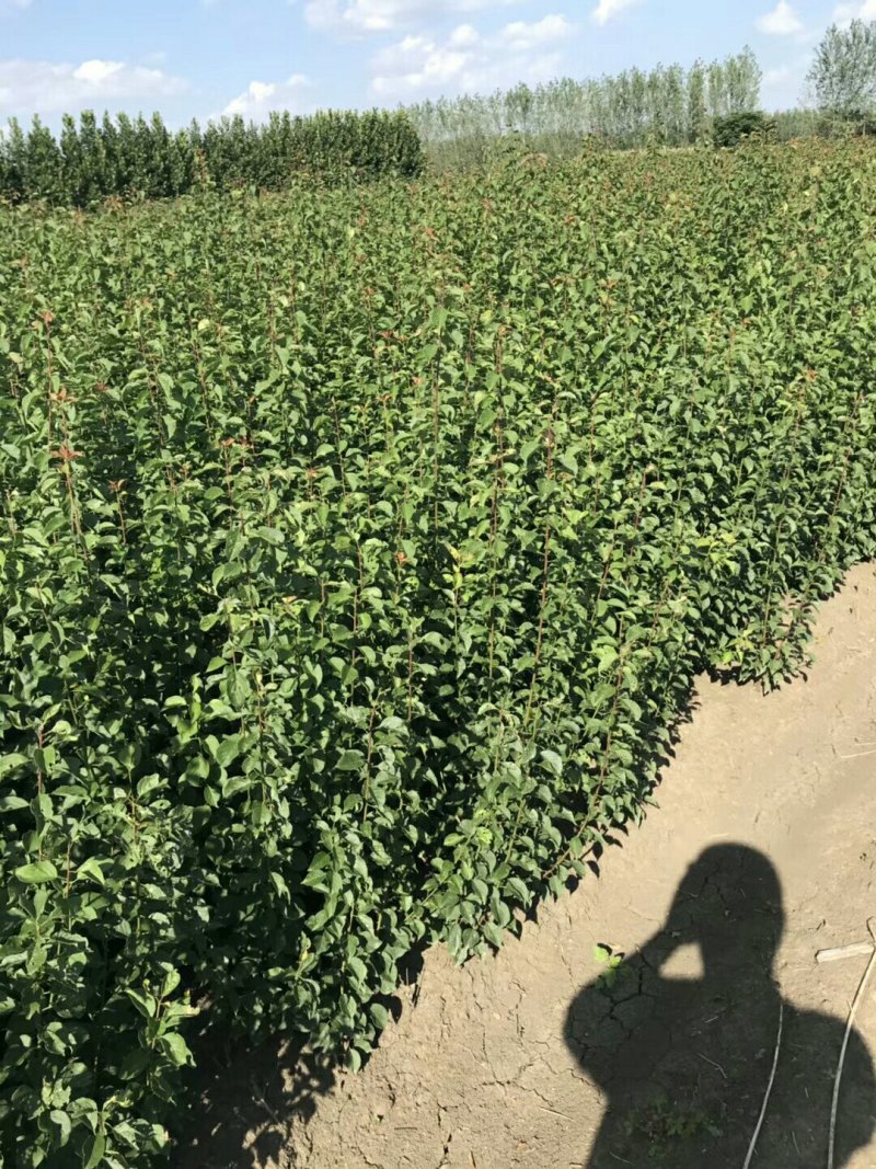 红梅小苗量大批发