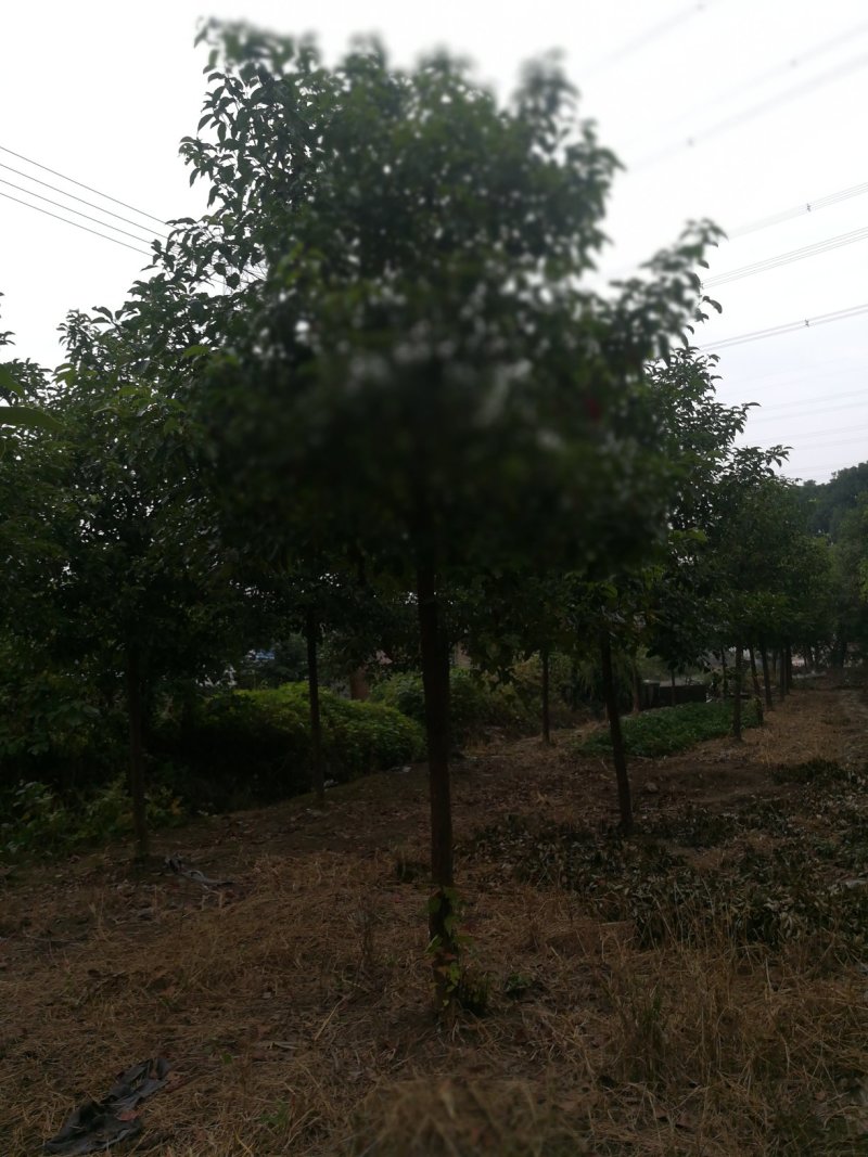 香樟小苗