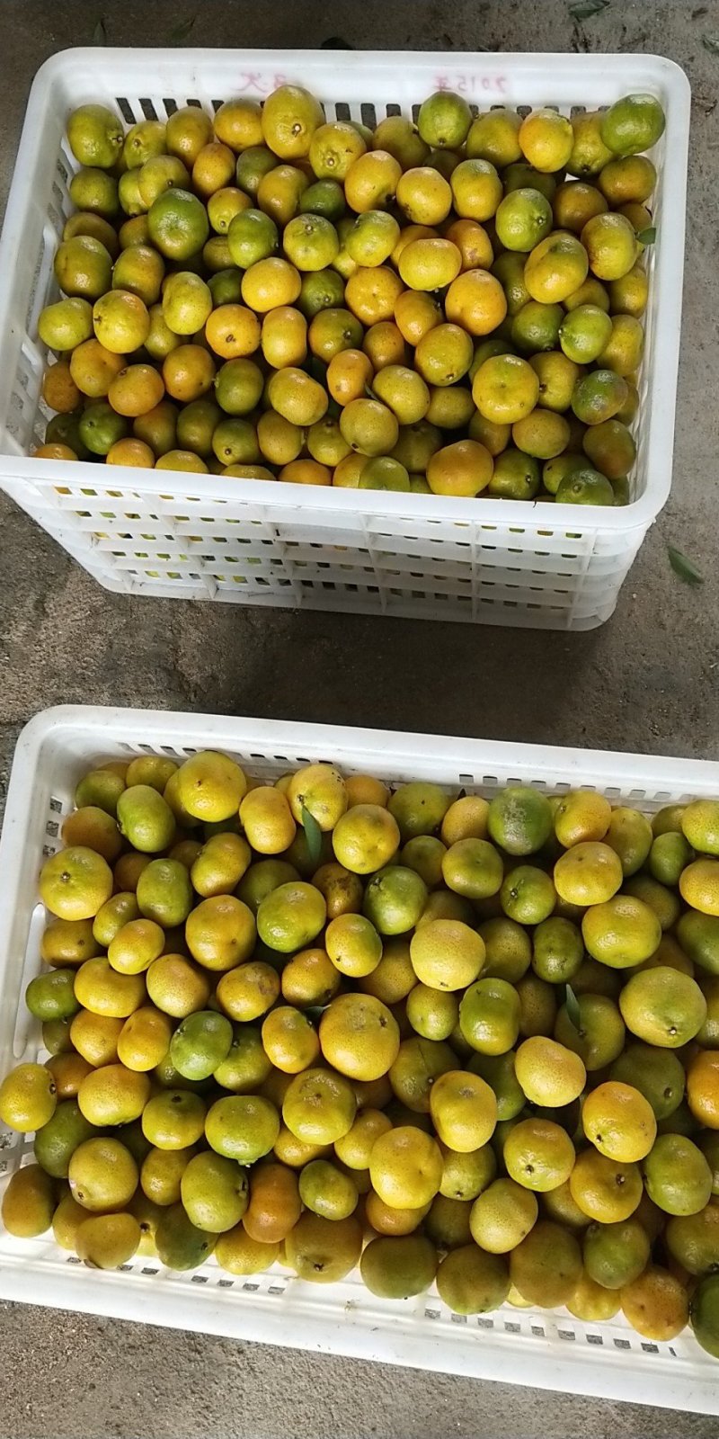 江西南丰蜜橘