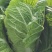 白菜4-8斤净菜