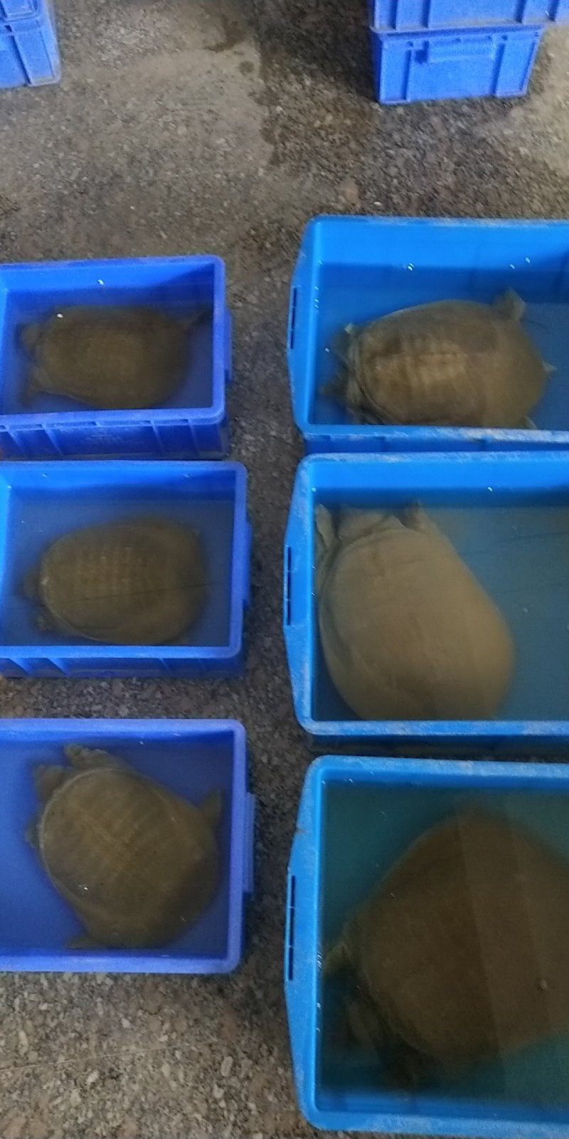 纯生态老甲鱼，7～8年，专吃鱼虾长大