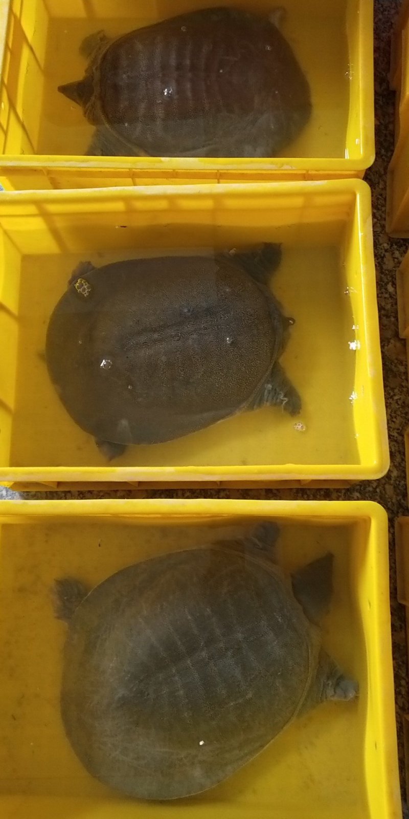 纯生态老甲鱼，7～8年，专吃鱼虾长大