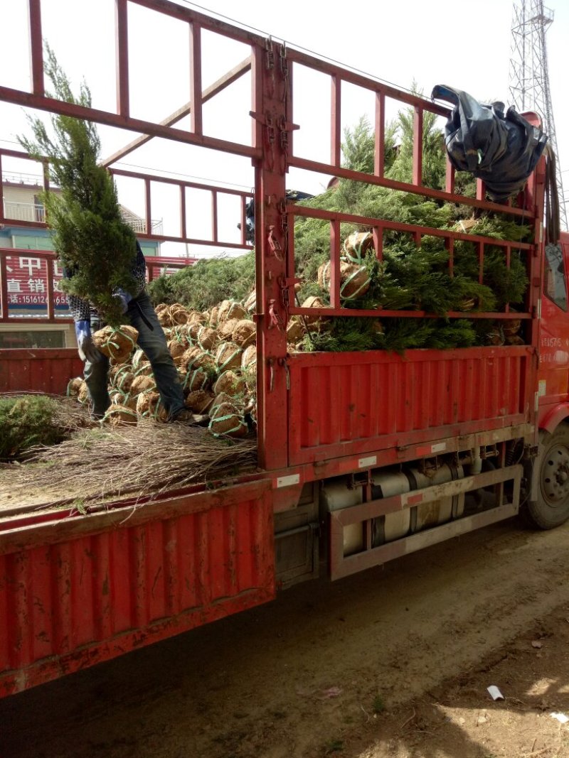蜀桧基地量大批发蜀桧高30—400公分量大