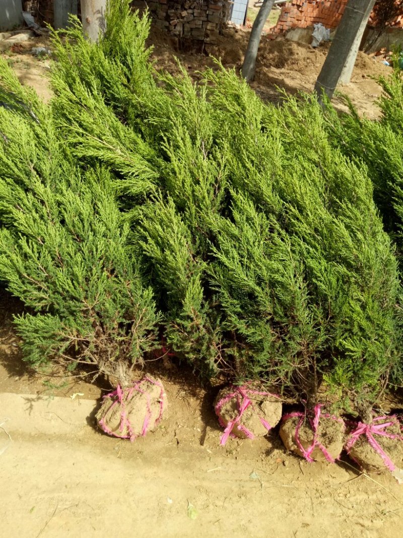 蜀桧基地量大批发蜀桧高30—400公分量大
