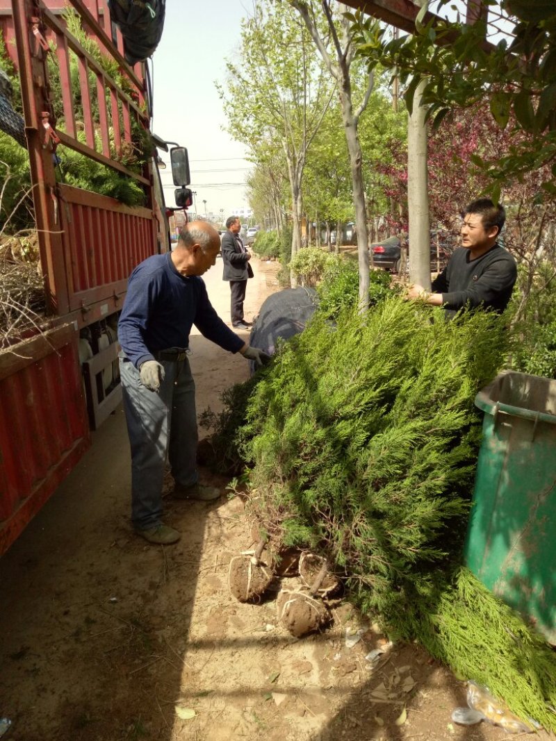 蜀桧基地量大批发蜀桧高30—400公分量大