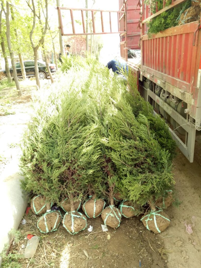 蜀桧基地量大批发蜀桧高30—400公分量大