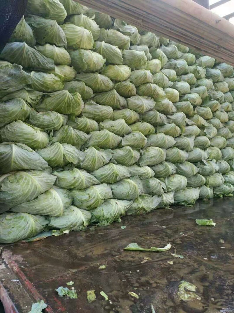 甘蓝