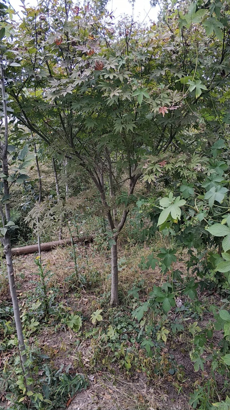 红枫