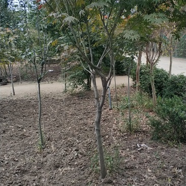 红枫