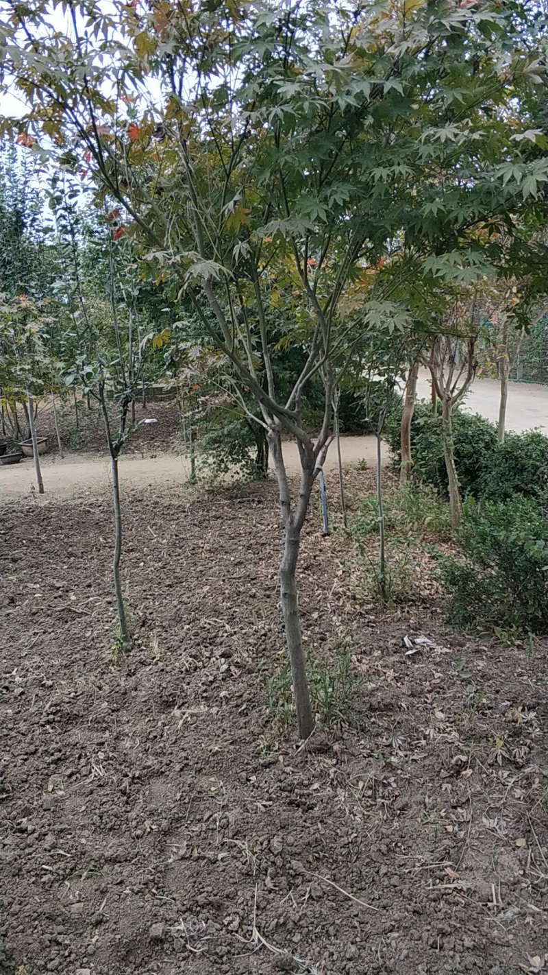 红枫