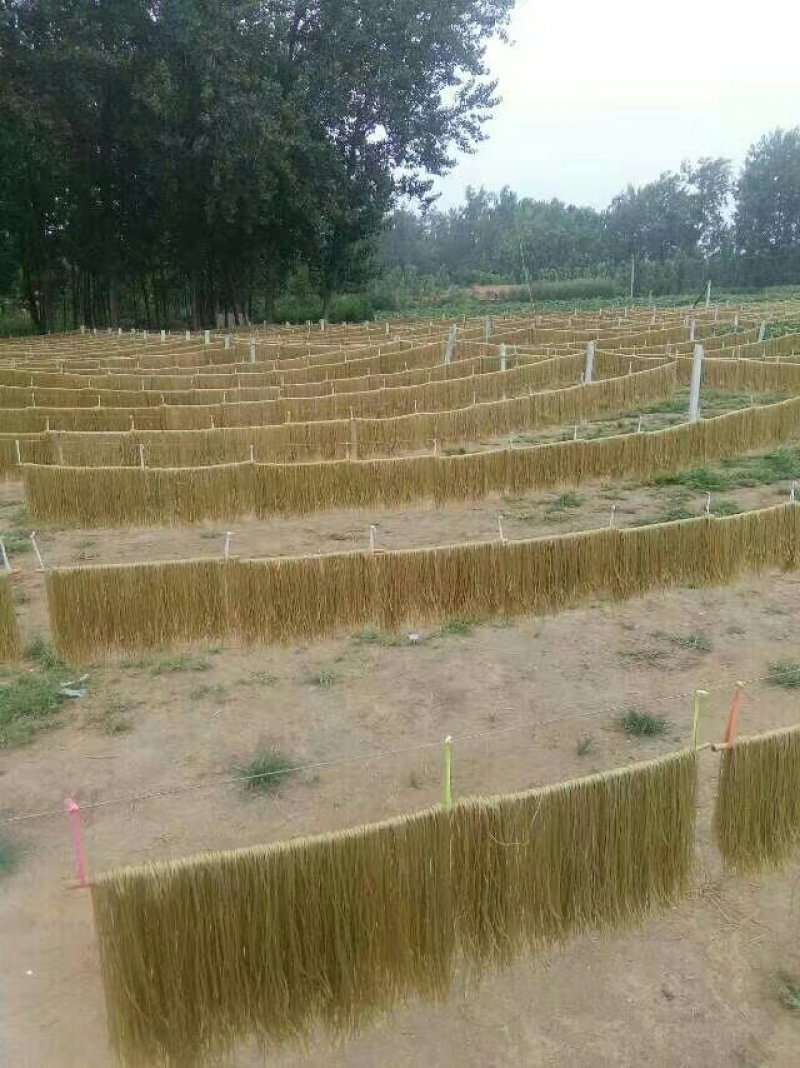 酸辣粉条10kg/袋砀山