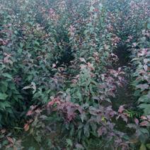 红叶榆叶梅量大，每年供应5o万