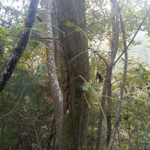 原生野生合欢树产地直供