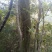 原生野生合欢树产地直供