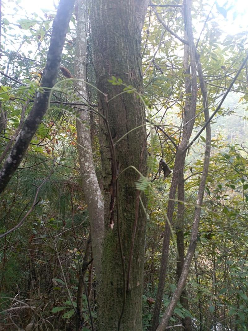 原生野生合欢树产地直供