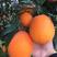 【超好吃】脐橙纽荷尔脐橙长虹橙子产地直销品种齐全量大从优