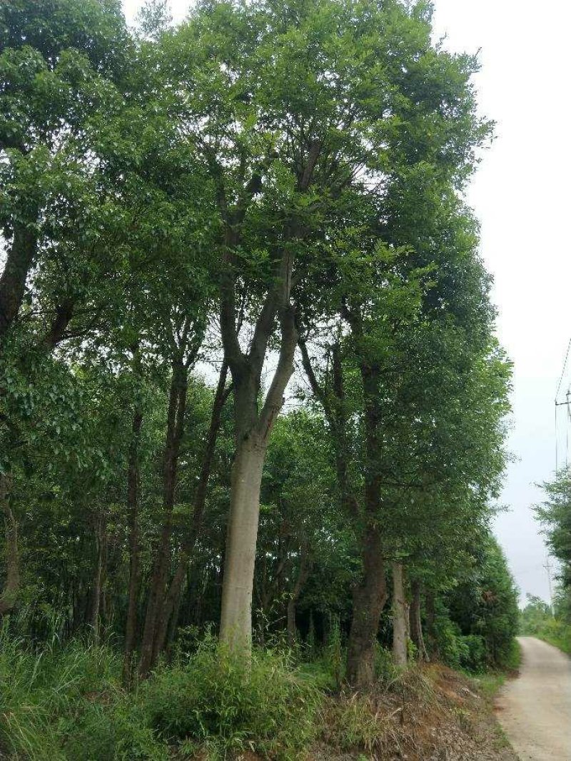 移栽朴树
