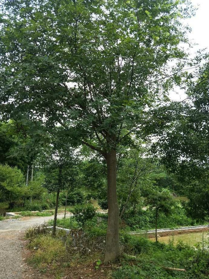 移栽朴树
