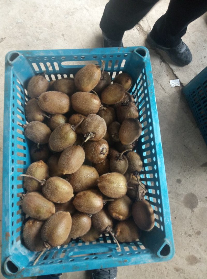 徐香猕猴桃