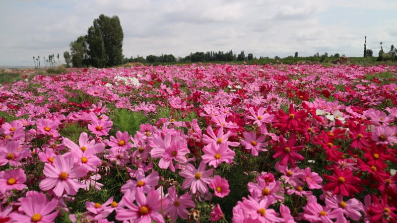 波斯菊