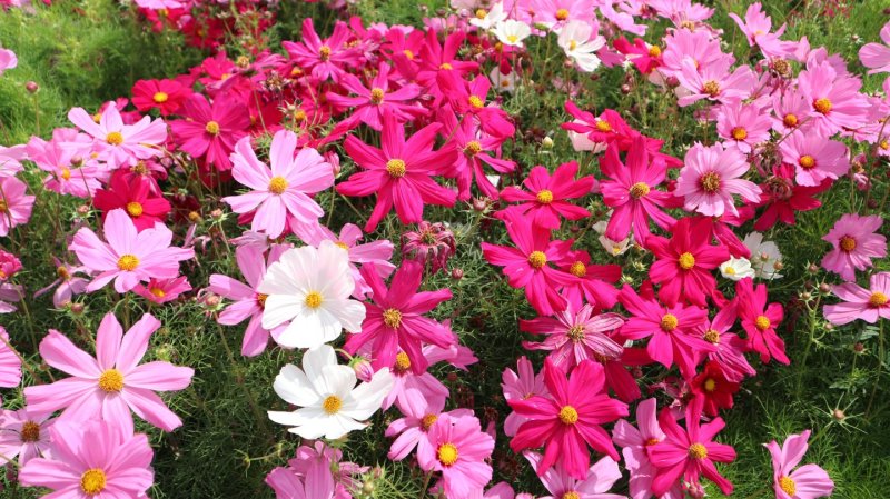 波斯菊