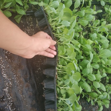 甘蓝苗，包菜苗，卷心菜，球星菜
