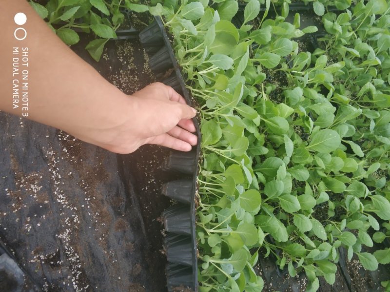 甘蓝苗，包菜苗，卷心菜，球星菜
