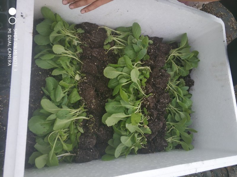 甘蓝苗，包菜苗，卷心菜，球星菜