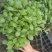 甘蓝苗，包菜苗，卷心菜，球星菜