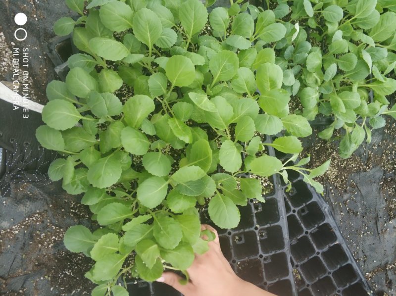 甘蓝苗，包菜苗，卷心菜，球星菜