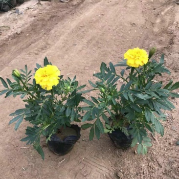 孔雀草