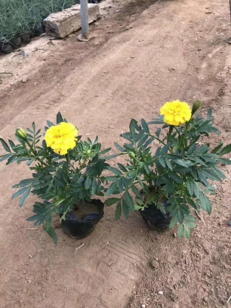 孔雀草