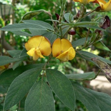 木豆