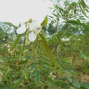 山毛豆