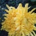观赏菊花