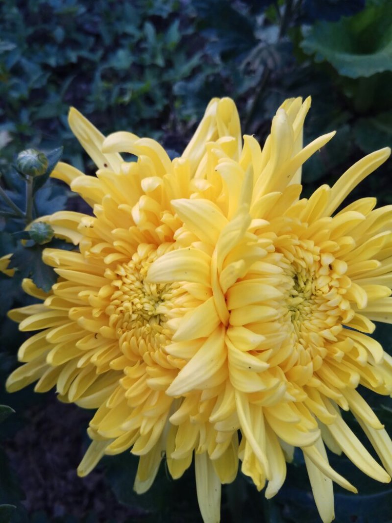 观赏菊花