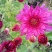 观赏菊花