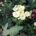 观赏菊花