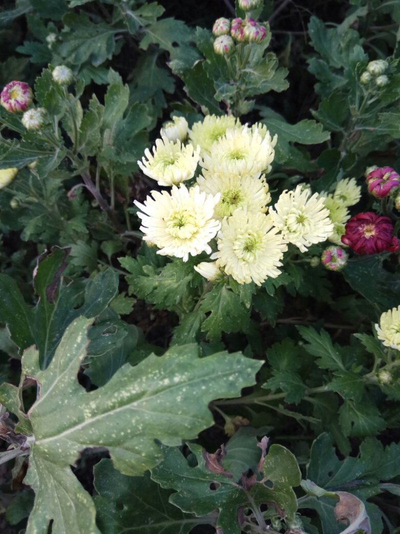 观赏菊花