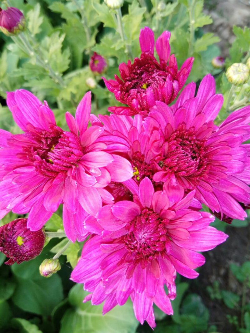 观赏菊花