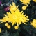 观赏菊花