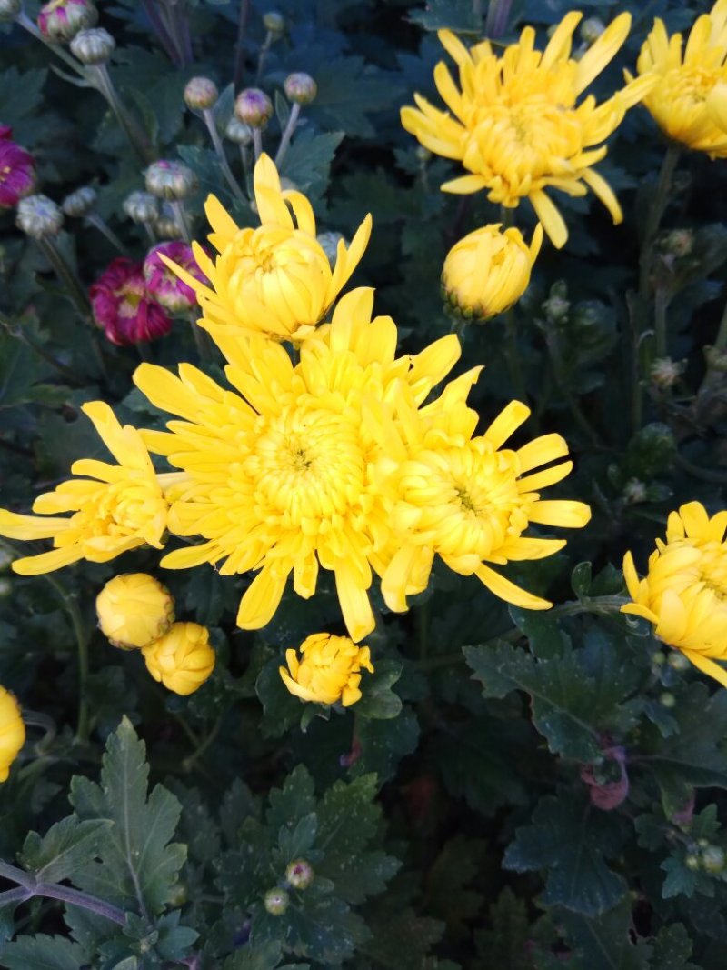 观赏菊花