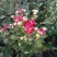 观赏菊花