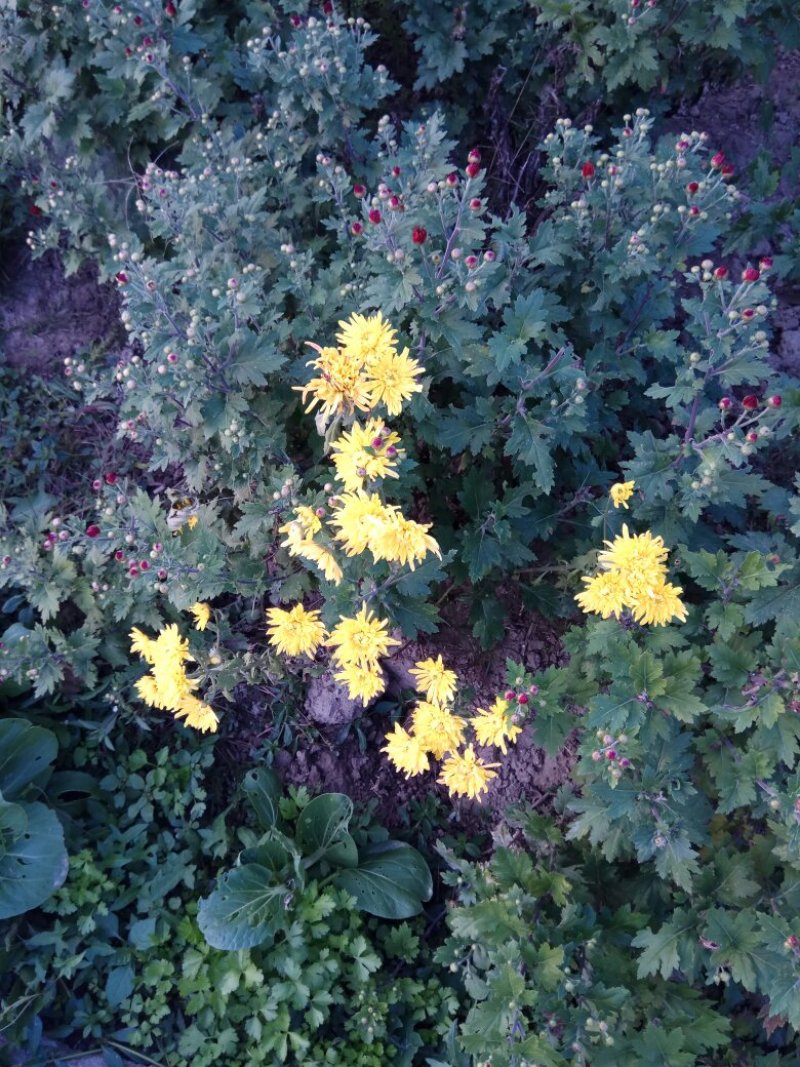 观赏菊花.