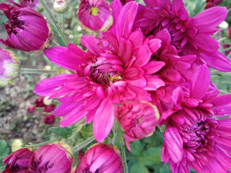 观赏菊花.