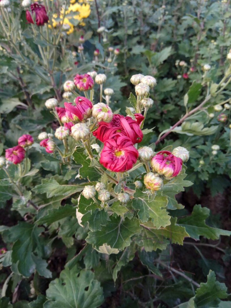 观赏菊花.