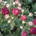 观赏菊花.