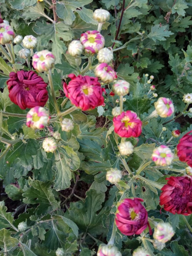 观赏菊花.