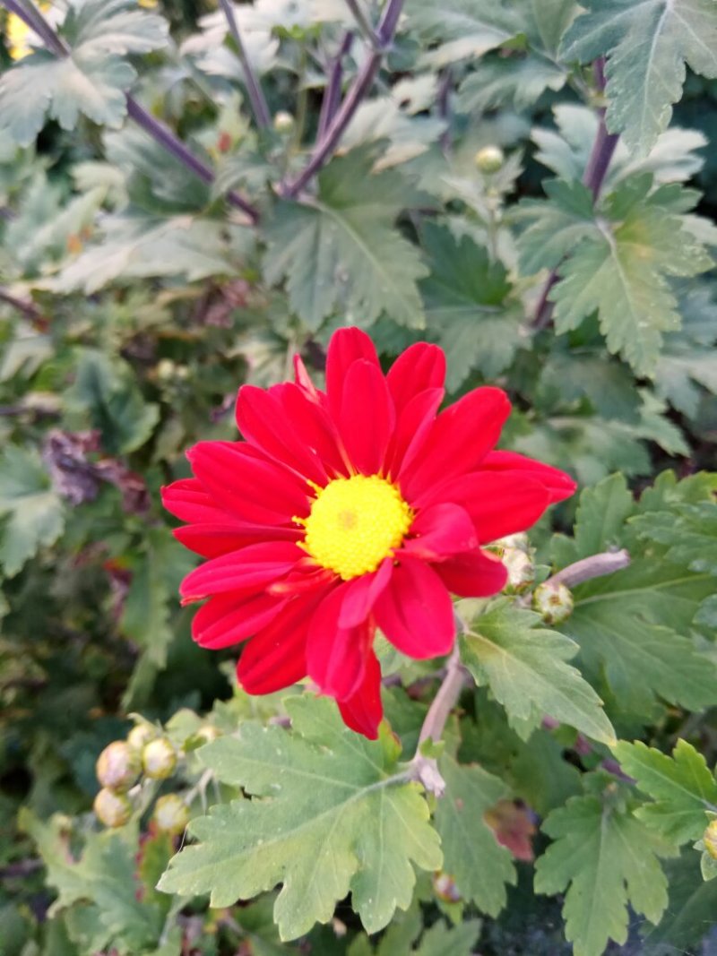 观赏菊花.