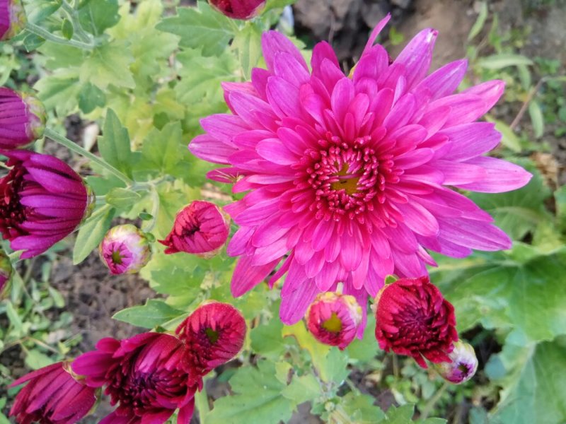 观赏菊花.